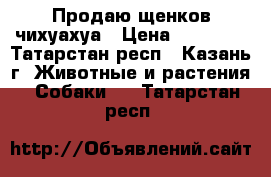 Продаю щенков чихуахуа › Цена ­ 15 000 - Татарстан респ., Казань г. Животные и растения » Собаки   . Татарстан респ.